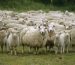 دامپروری-گوسفند